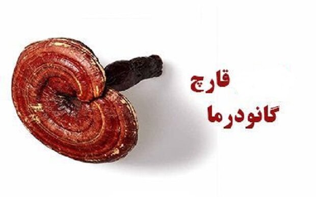 گانودرما و ادعاهایی برای کلاهبرداری/ این قارچ مجوز دارویی ندارد